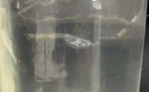 Freshwater Jellyfish found at Russell Wildlife area near Oskaloosa. (Image capture from video)